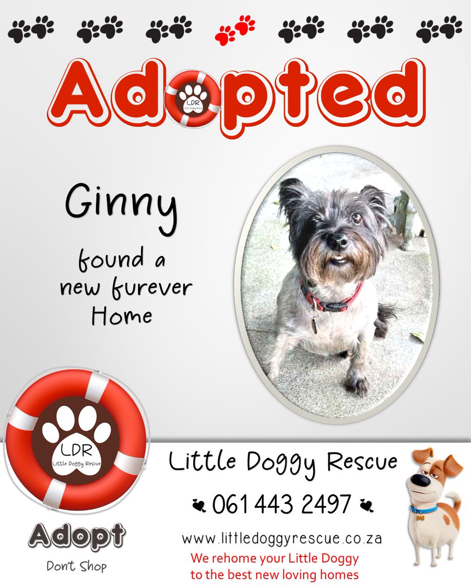 🎉 Yippee Ginny #CairnTerrier #adopted 
If you cannot care 4 yr loved doggy as before we assist #rehomeyourdog 
orm littledoggyrescue.co.za/rehome-my-dog 

#littledoggyrescue #southafrica #adoptdontshop #adoptadog #rehoming #dogrehoming  #FUREVERHOME