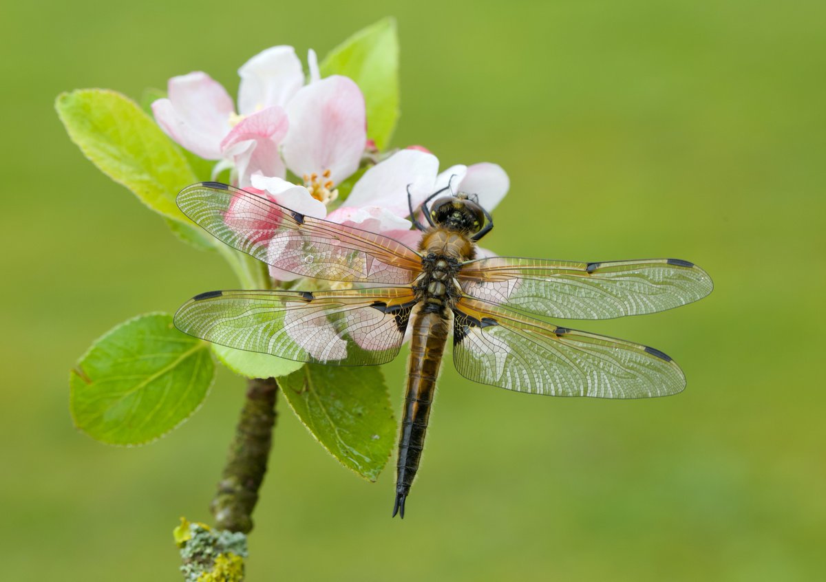 Four-spotted Chaser, Libellula quadrimaculata, in our garden today.