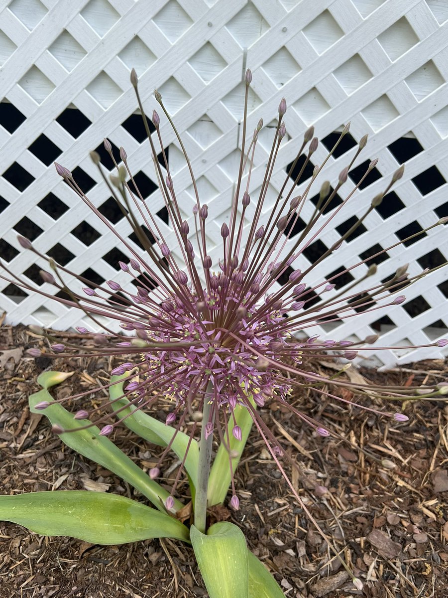 My allium starting to bloom