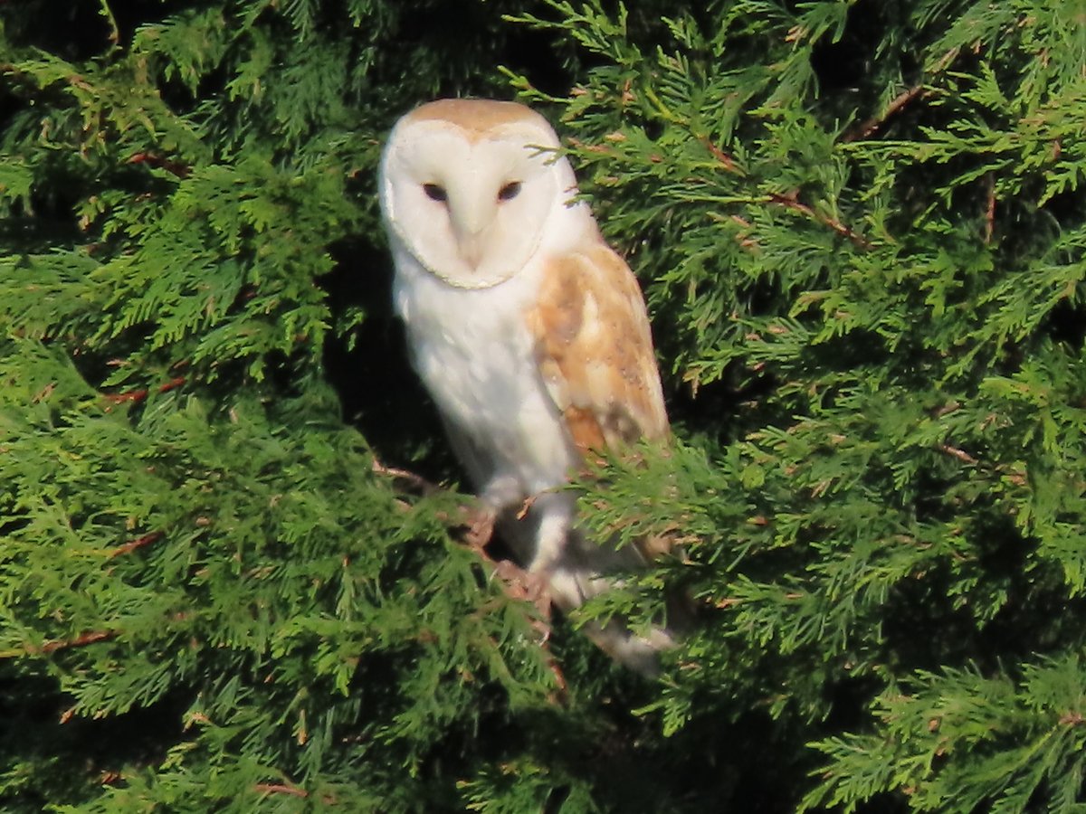 A barn owl in a conifer on Chat Moss, Irlam, Uk, this morning #wildlife #wildlifephotography #birds #nature #NaturePhotography @wiseowltrust 
@BBCCountryfile

@BBCSpringwatch

@Lancswildlife

@Natures_Voice