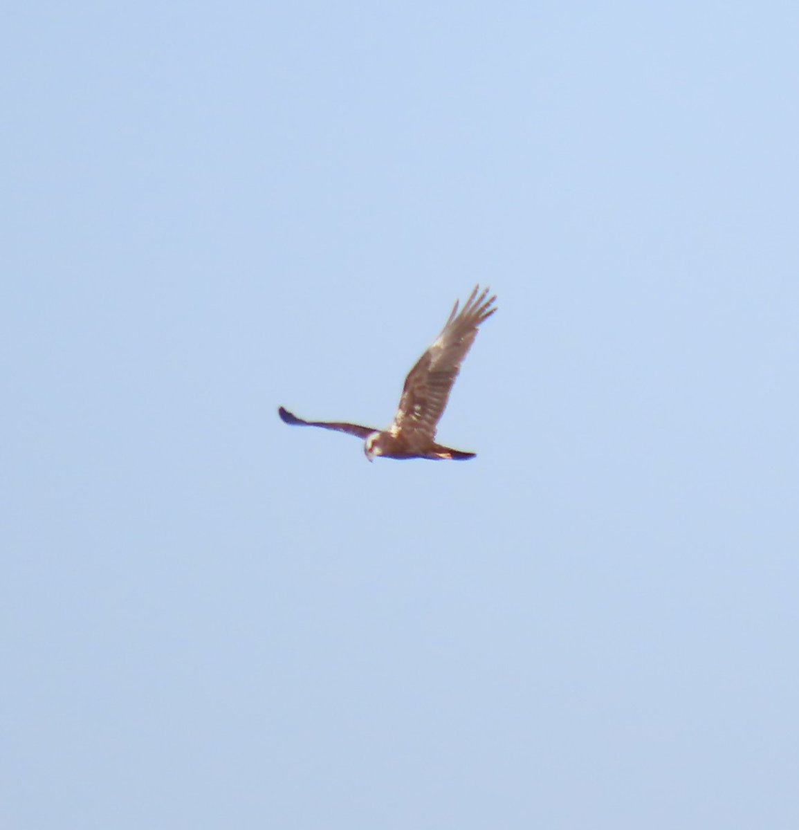 A marsh harrier in flight over Chat Moss, Irlam, UK #wildlife #wildlifephotography #birds #nature #NaturePhotography

@BBCCountryfile
@BBCSpringwatch

@Lancswildlife

@Natures_Voice