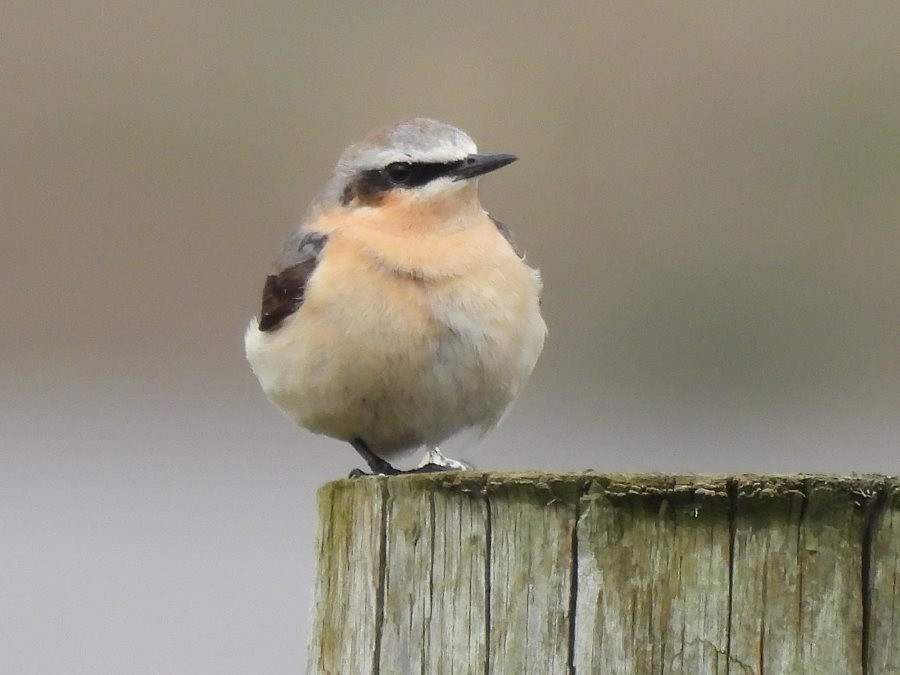 Short-eared Owl and Sedge Warbler this morning around Haverton Gate @RSPBSaltholme Wigeon & Wheatear from Paddy's Pool hide. @teesbirds1