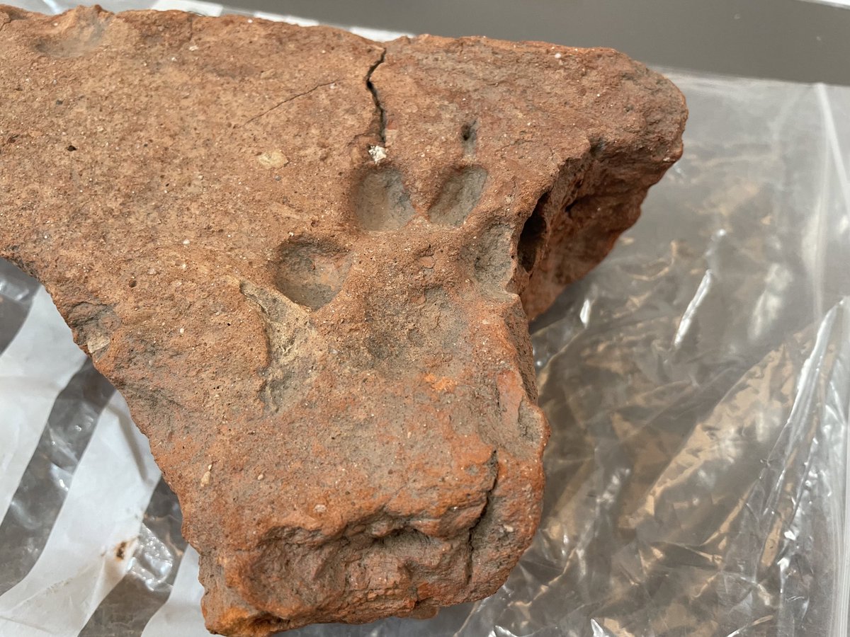 If there isn’t a tile with a paw print on display, is it even an archaeology conference?? 🐾 

Some very interesting talks so far at the @cbanorthwest Spring Conference in #Liverpool

#Archaeology