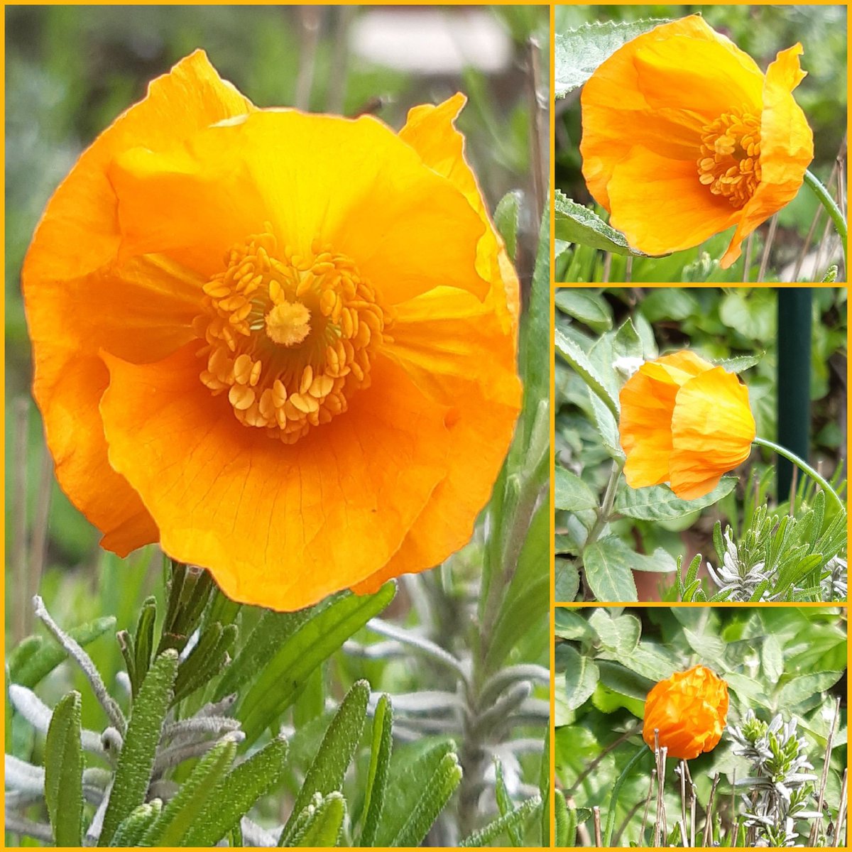 Deze knappert ging vandaag bloeien, op deze koninklijke dag👑 Een #oranje papaver 🧡🧡 #Oranjeboven #camer_a_pril