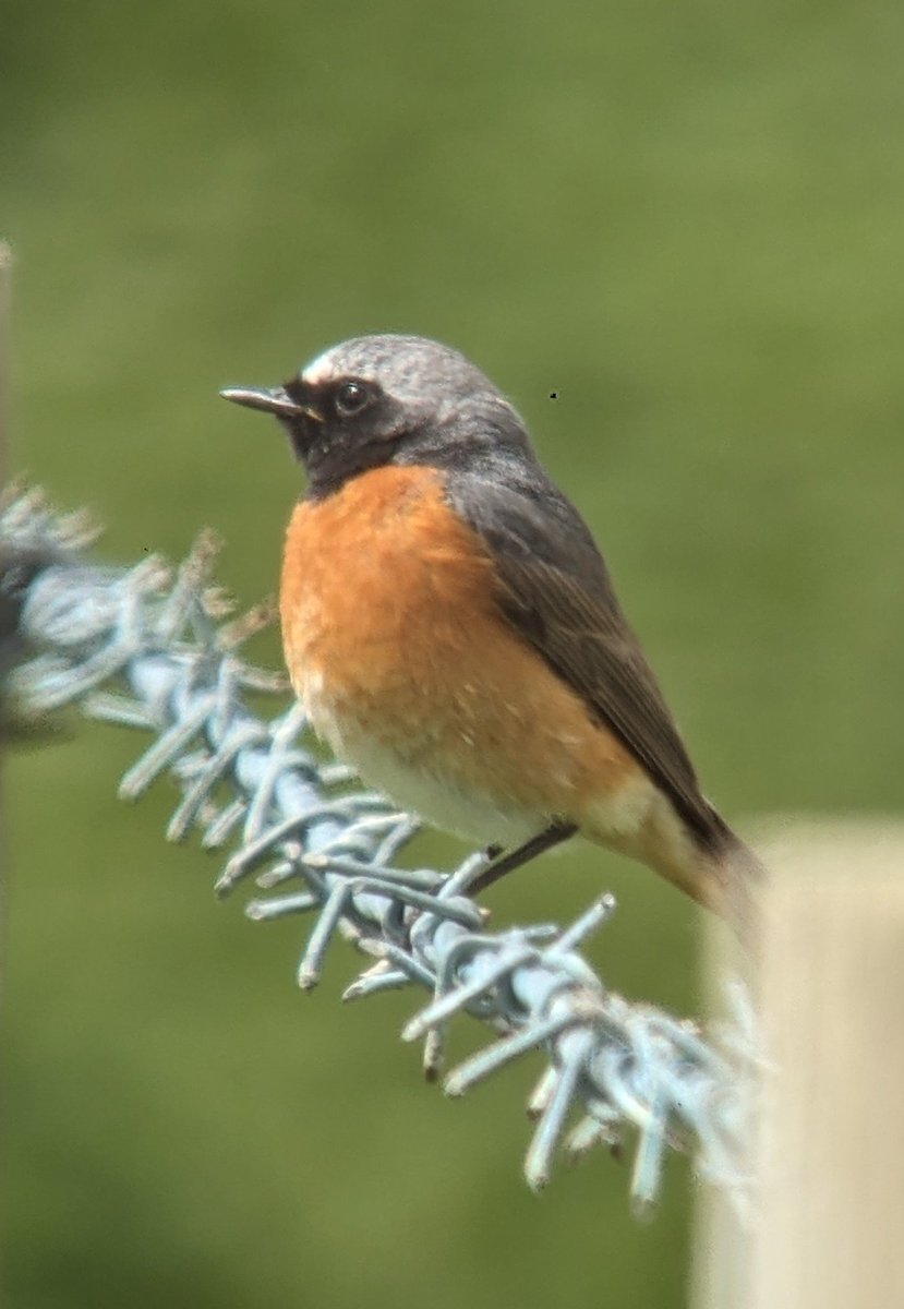 beardybirder tweet picture