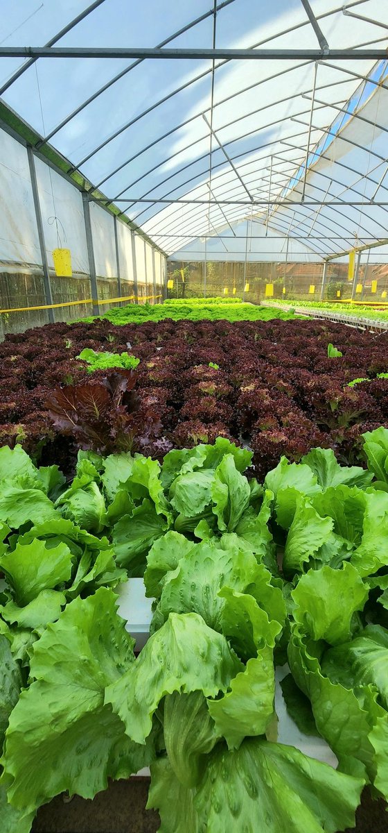 Ever thought about a hydroponic system setup? Imagine production and supply every single day. 
#agriculture #ag #agronomy #horticulture  #tomato #lettuce  #explorer #HollandGreentech #seeds #rijkzwaan #life #farmer #farming