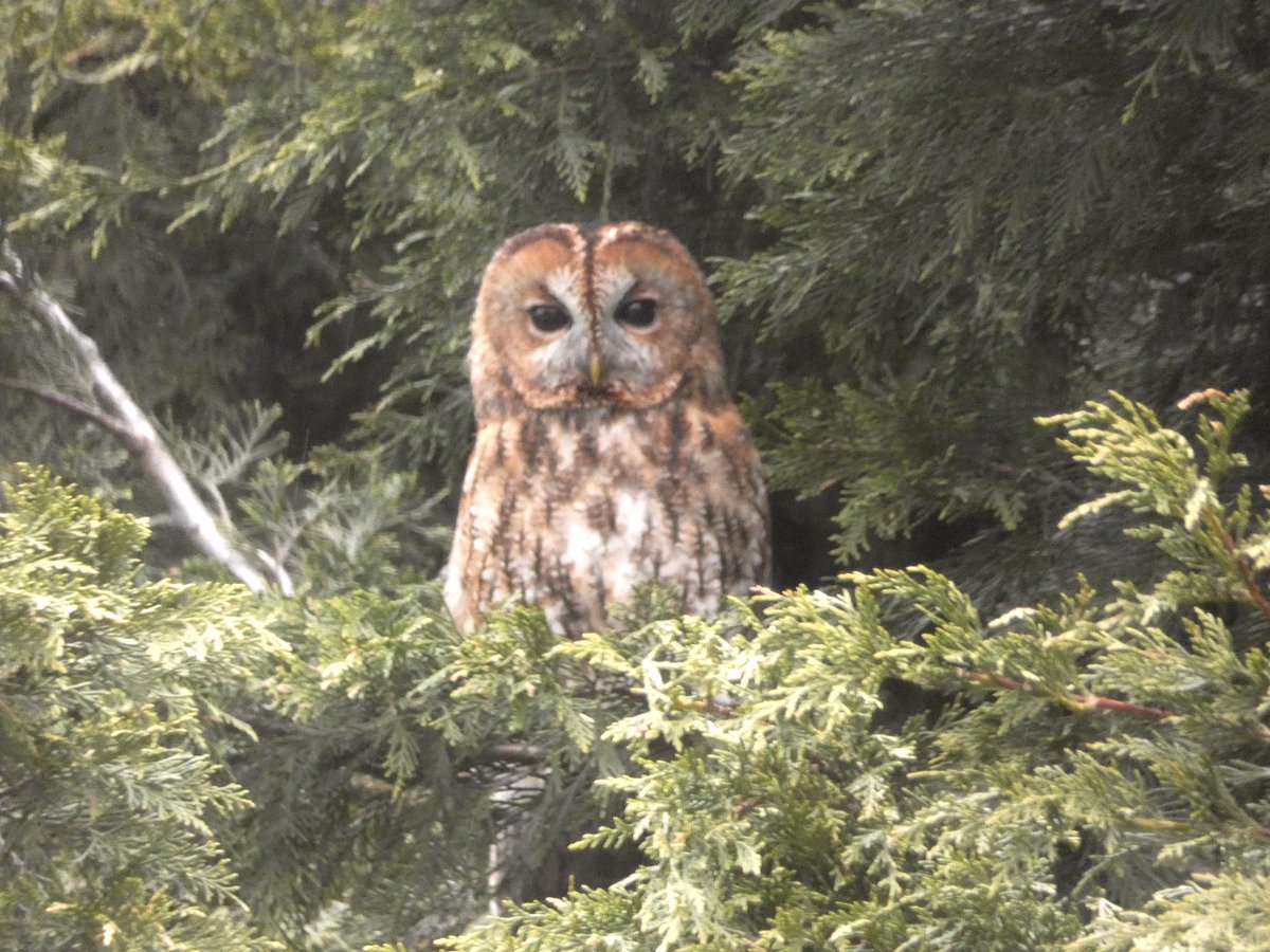 My resident Tawny just popped out between showers to survey his manor, he just watches me very closely 😊