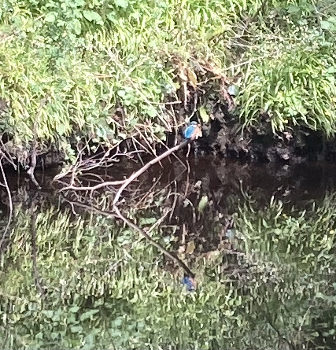 Kingfisher on the Water of Leith #Edinburgh ⁦@WOLCT⁩