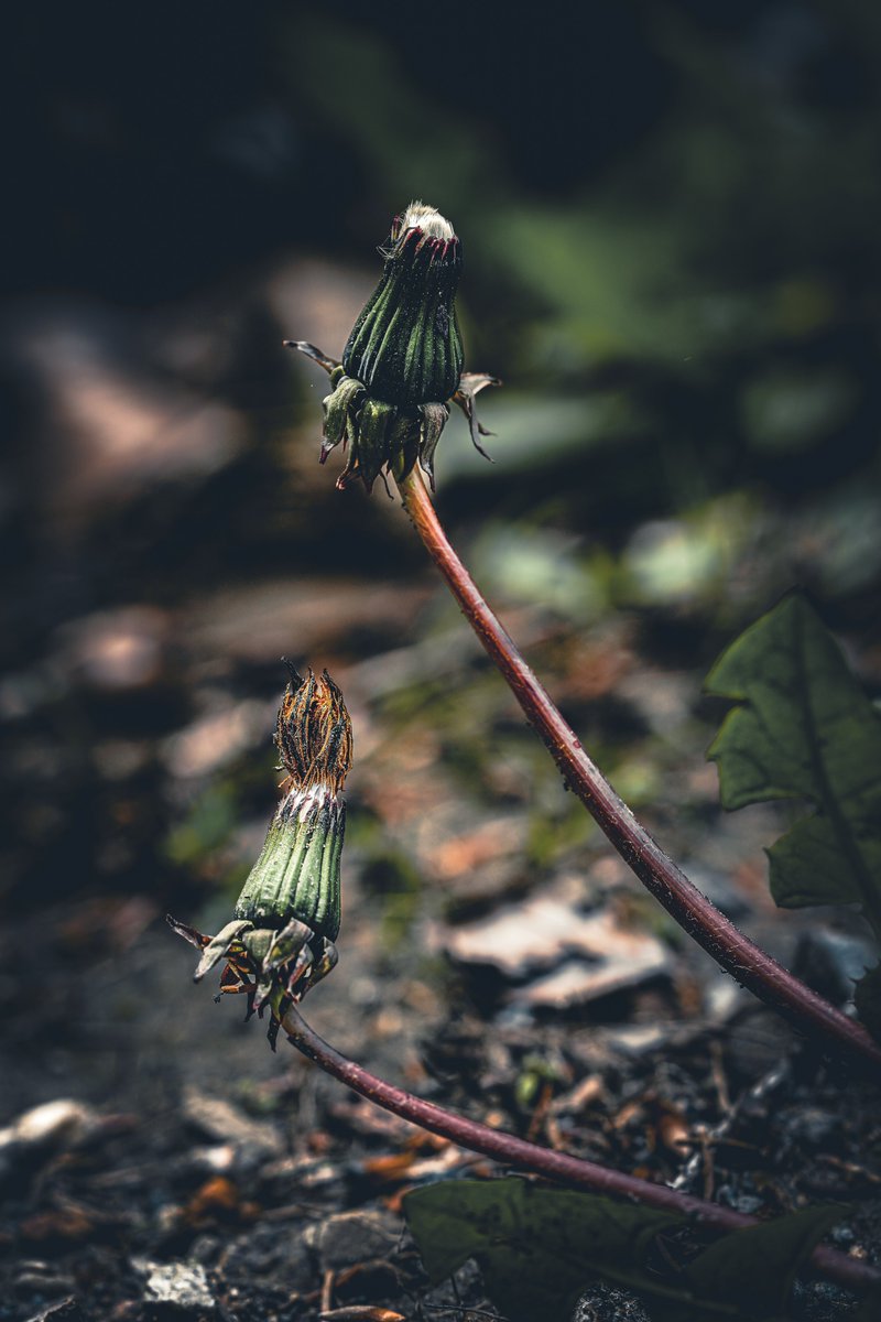 The two. #NaturePhotography #quhl5 #peace 🕊️