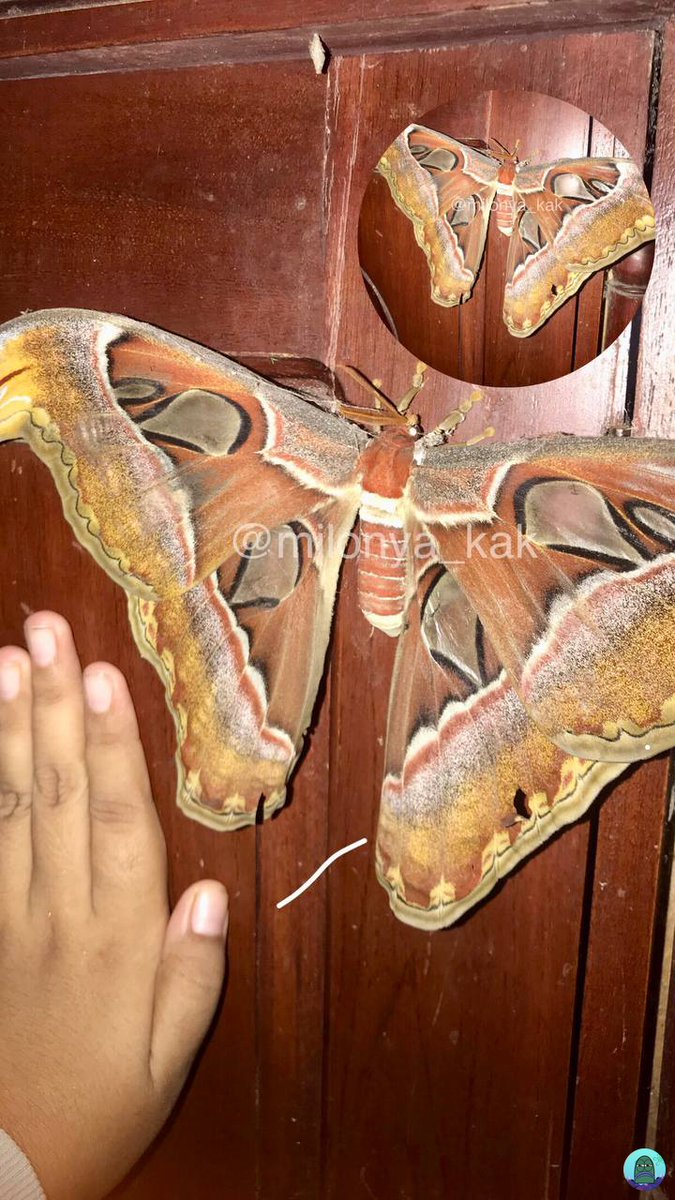 Tanyarl 💚 tweet media