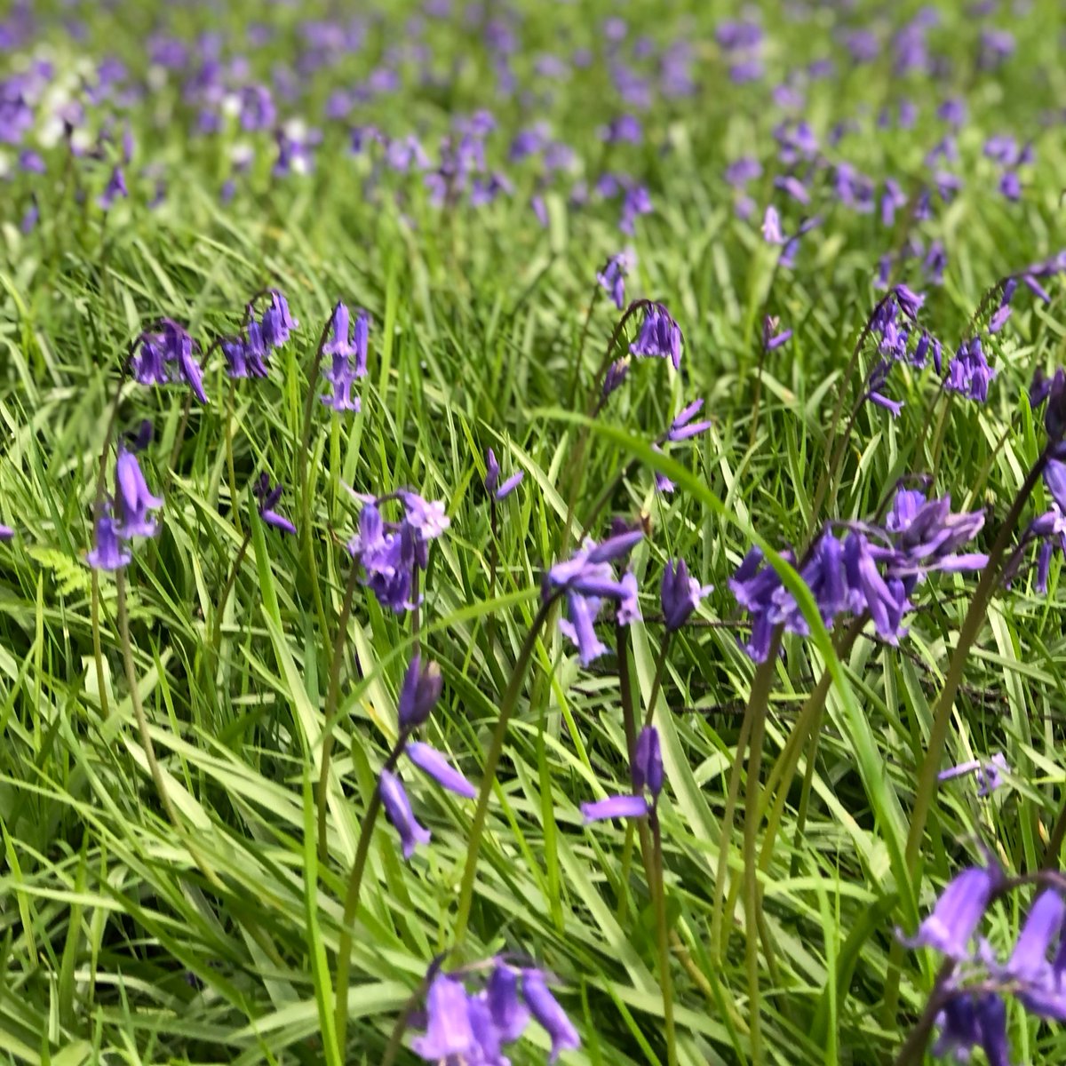 Upper Eliot pond and Bluebell Woods is simply stunning at this time of year😍