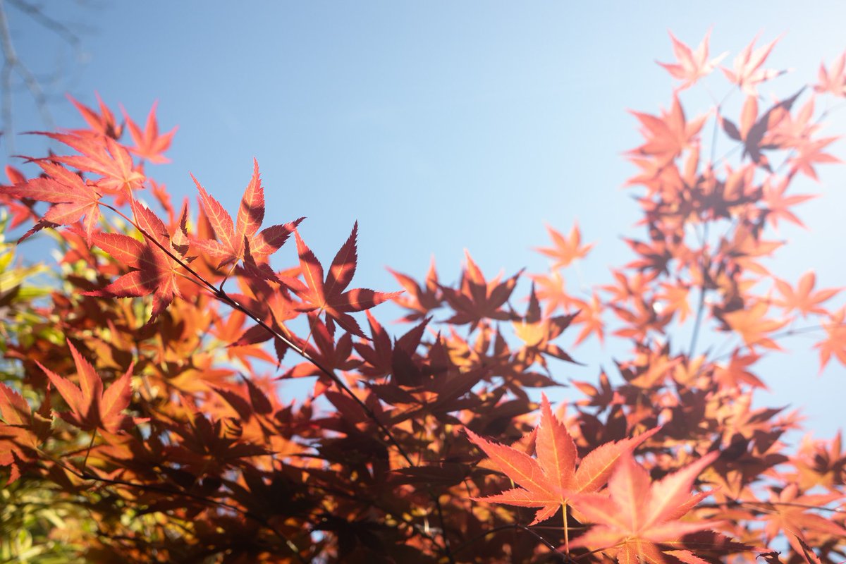 sunlight

#ricoh #ricohgr #gr3 #grsnaps #spring #snap #sunlight #maple #plant #leaf #春 #日差し #毎スナ