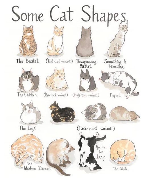 What shape is your cat? #catfamily #cats #catmomsofinsta