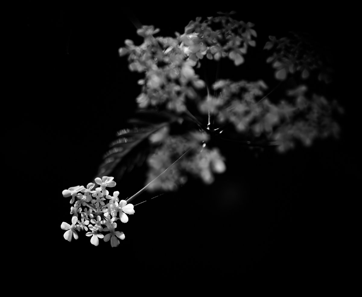 Cow Parsley B&W
@BNW_Macro #blackandwhitemacro #Macro #ThePhotoHour #macrophotography #blackandwhitephotography
#MacroHour #Flowers #bnw_macro