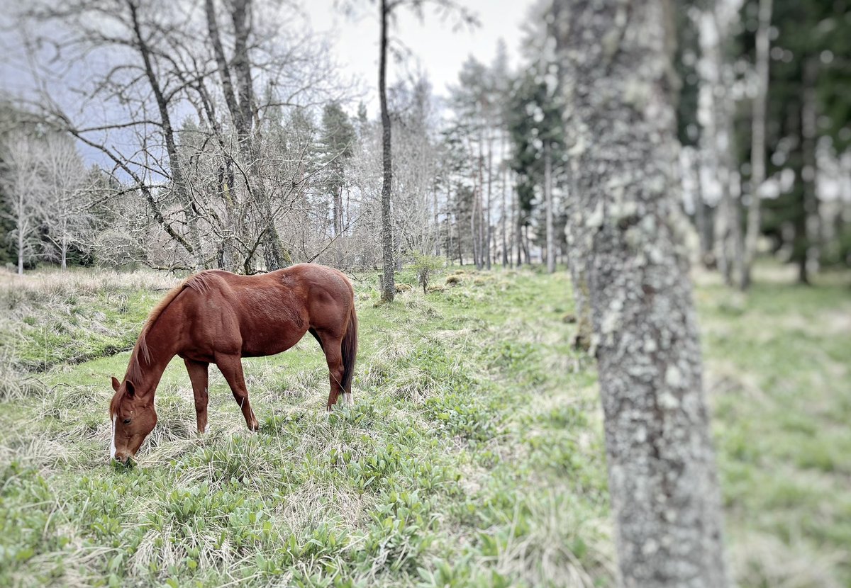 The red mare in the woods. Muddy and scruffy and still hanging on to her winter coat, because it is so chilly in Scotland. But happy as a nut.

#lifeafterracing #thoroughbred #naturalliving