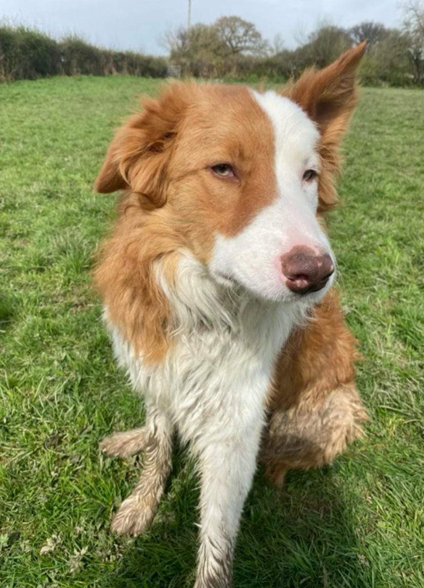 My name is REUBEN, Im 1 & if I say so myself rather lovely, It must be true cause Diane say it all the time I'm looking for a really special home that genuinely knows border collies. I am easy to walk & in general very good boy. I need someone who will make me feel safe &secure