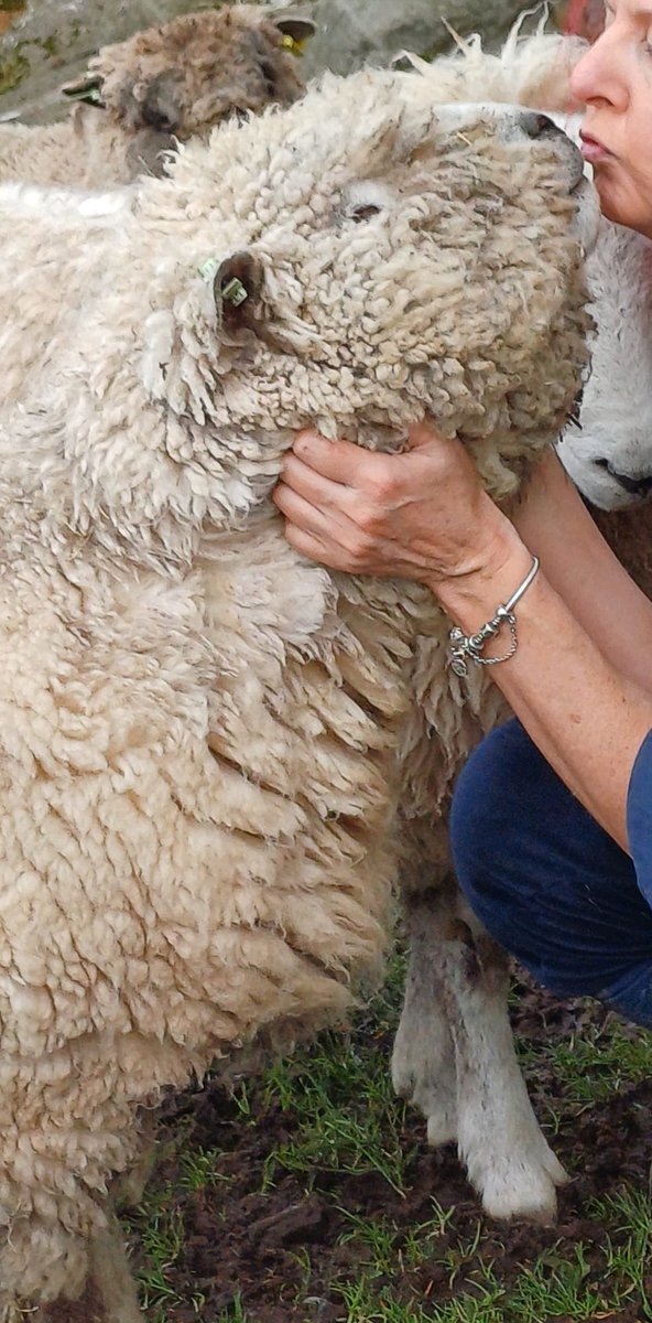 Toots is definitely my girl… so love her 🥰❤️

Meanwhile, in her mind… do I have breakfast crumbs on my face? 😂

#arnbegfarmstayscotland #toots #ryelandsheep