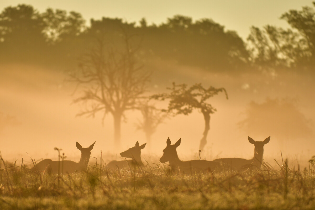 Planning a weekend getaway at the parks? 🌳 🦌 Don't forget to keep a safe distance of 50 metres from our enchanting deer herds. It's the perfect way to take care of both you and our beloved wildlife! 📸: A snapshot taken with caution by Astrid Tontson from 50 metres away.