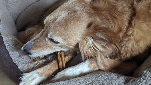 It's #SharingSaturday, and as we all know our furry friends love a good chew to get their teeth stuck into (Beautie is no exception! 🤣) so, do you have any pics of your woofer enjoying a treat? 🐶

#dogtreats #happydog #doglove