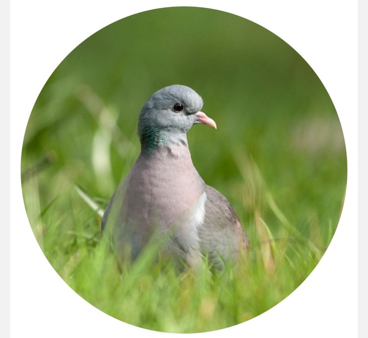Listening to a #stockdove this morning amongst the other birdsong. New one for the garden list and great to have an amber listed bird. Photo from @_BTO website.