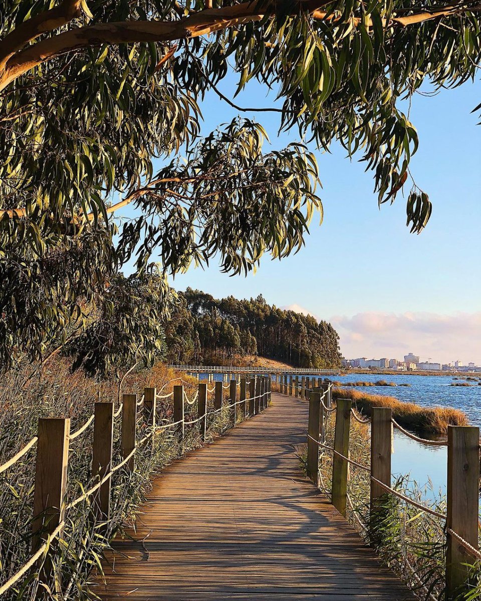 Eis uma sugestão para acrescentar à lista de passadiços a conhecer, no #CentrodePortugal. Os #Passadiços do Cais da Ribeira de Esgueira ficam em #Aveiro e permitem conhecer os encantos da ria, longe da cidade. Aqui, o ar é mais puro e a brisa é suave 😌 📷 @jose.belo @CMAveiro