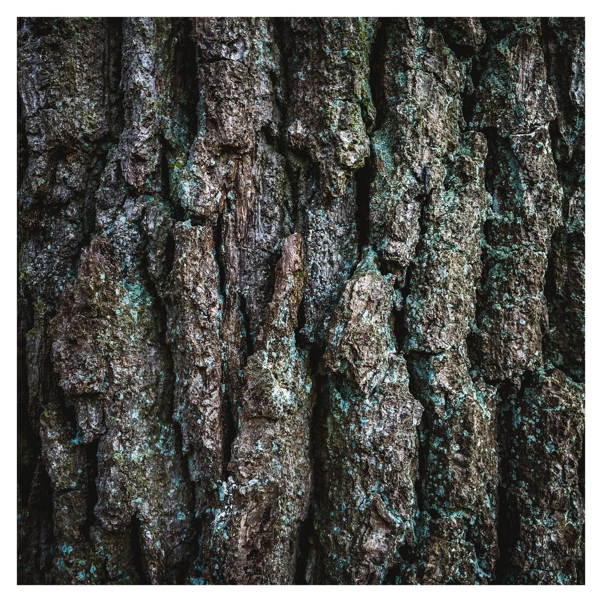 Morning all ☕️ continuing to test shoot in ProRaw format as inspired by @MikeHindle Chose tree bark details (oak) as motif as inspired by @thebatchpatch1 #monochrome & colored version for comparison #bnw_macro #blackandwhitephotography #macrophotography #treephotography