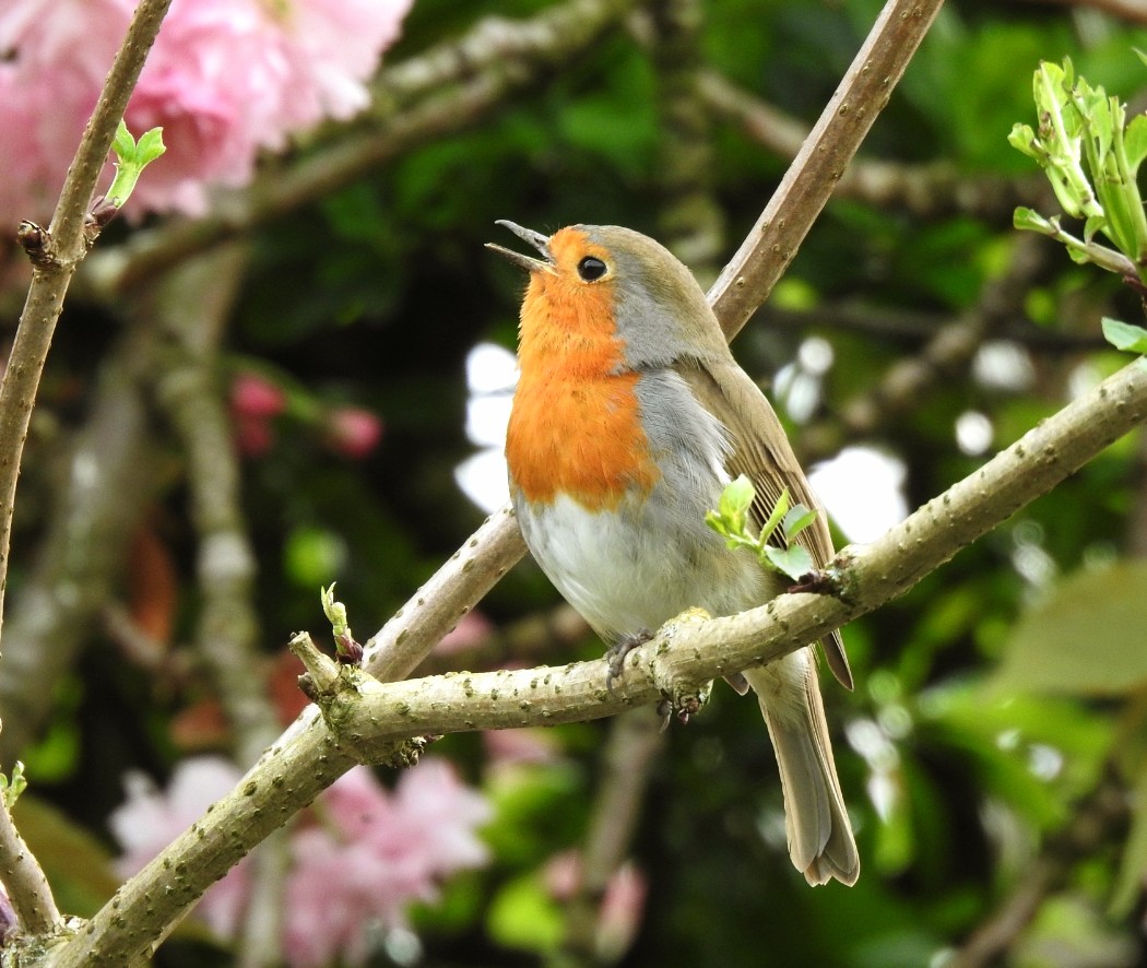 Good Morning 😊 The weekend is here and this #robin appears extremely happy about it