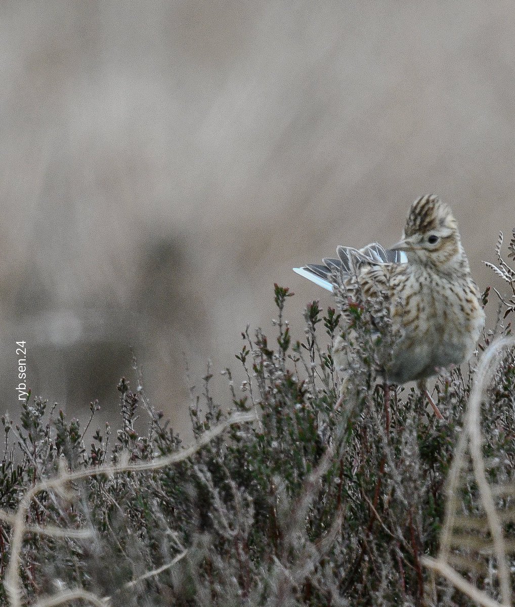 #CleeHills
#Shropshire 
Skylark... just being one with the heather.