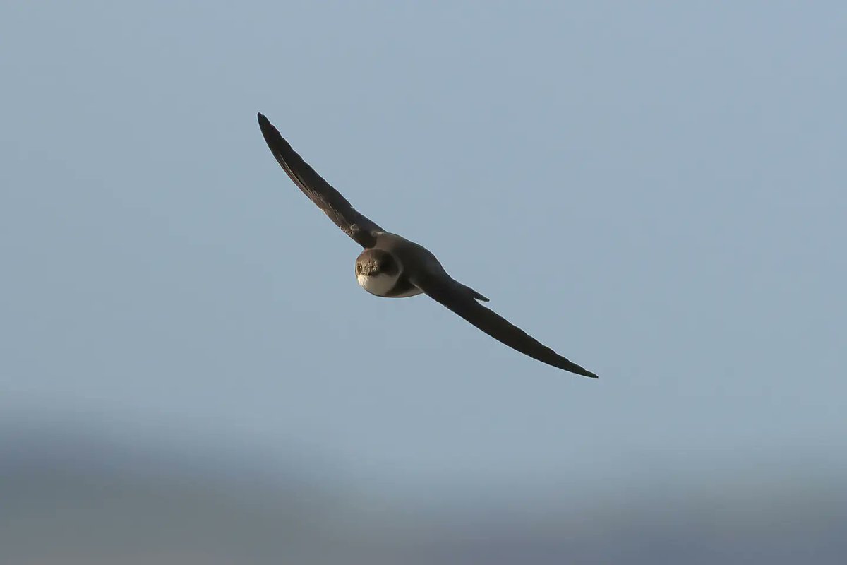 Birds On My Local Patch. Whitethroat, Stonechat, Turnstone, and Sand Martin #milleniumcoastalpath #mylocalpatch