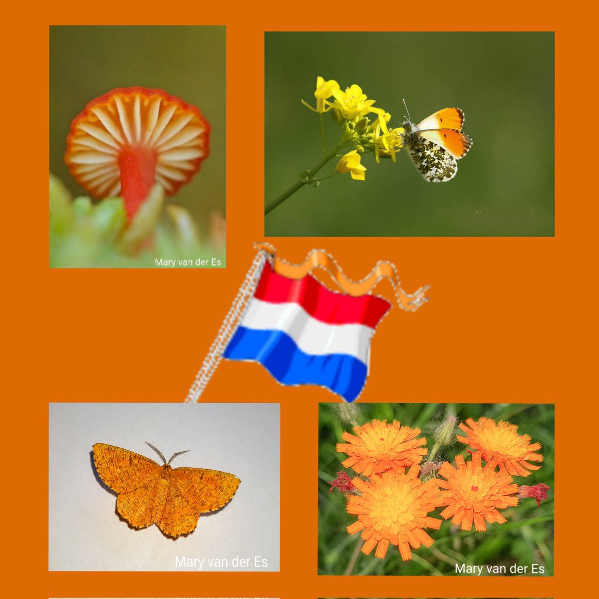 #Dag27 van #fotochallenge #camer_a_pril. Met het thema: #Oranjeboven #Orange_above Op #Koningsdag #Royal_day @jolandabrwr