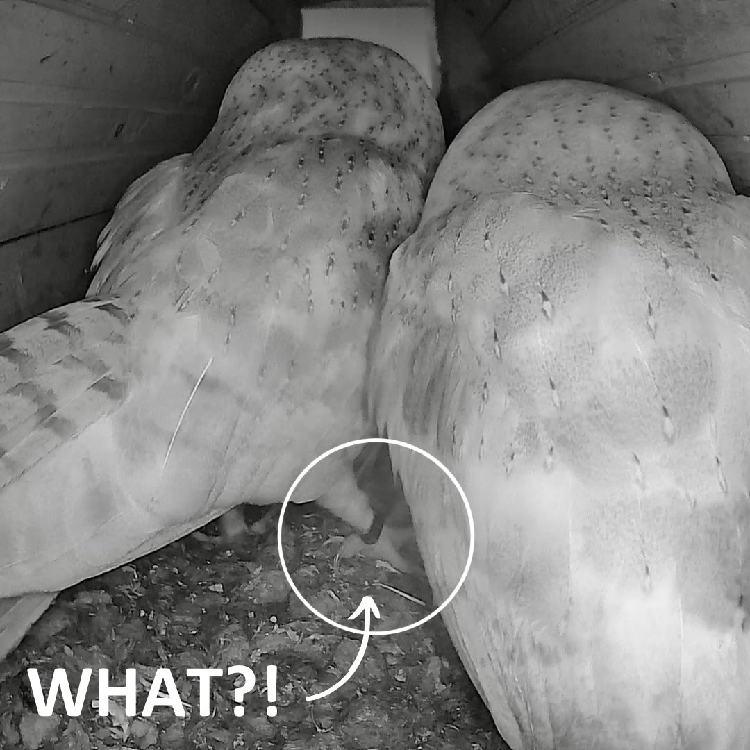 WAIT……WHAT?! 😳 #differentfemale #barnowl #owl @GreenFeathersUK