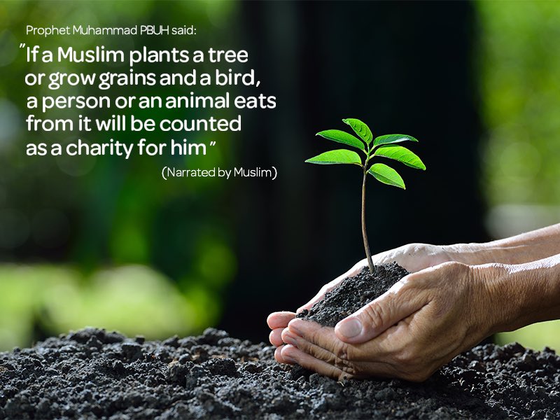 Narrated Anas bin Malik: Allah's (SWT) Messenger (PBUH) said, 'There is none amongst the Muslims who plants a tree or sows seeds, and then a bird, or a person or an animal eats from it, but is regarded as a charitable gift for him. @GreenFaith_Afr #StopEACOP #Faith4Climate