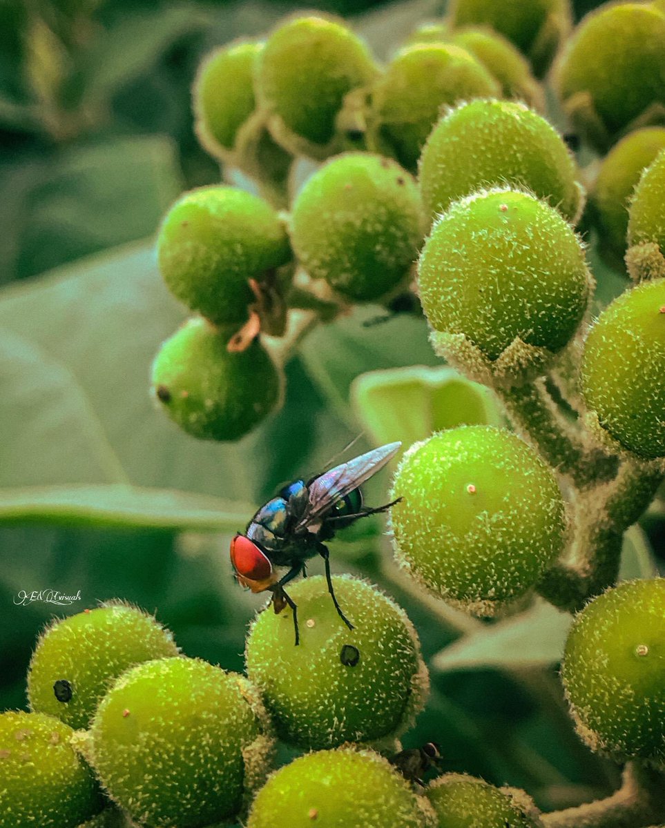 Hey guys 😊 My entry for the Tecno Camon30 photo challenge Keep your love of nature, for that is the true way to understand art more and more.” “When words become unclear, I shall focus with photographs. Shot on tecno Camon 20📸📱 Hemmzy_shot_it 📸 #CAMON30Series #LeadingRole