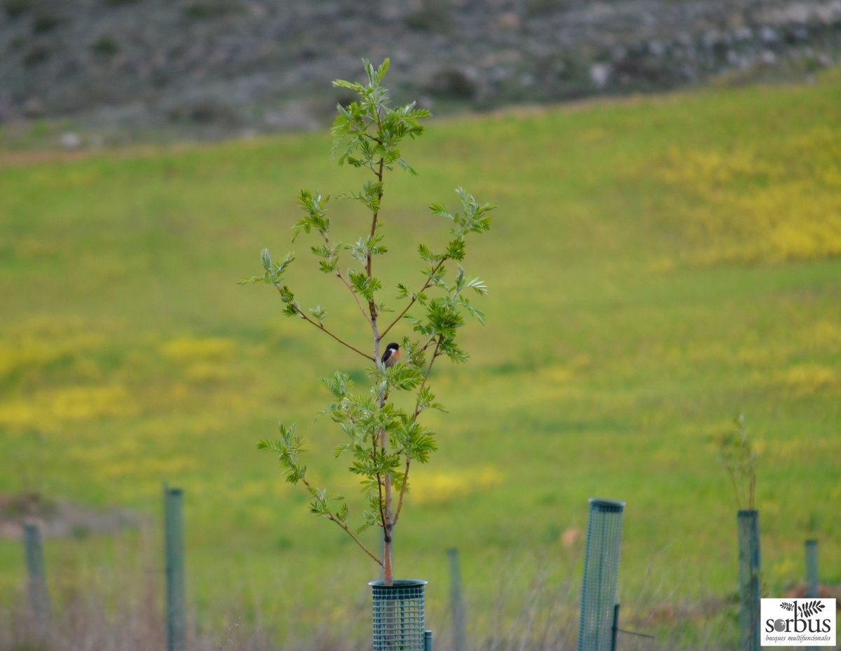 Macho de TARABILLA común (Saxicola torquata) aprovechando las ramas de uno de nuestros SERBALES (#sorbusdomestica) para hacer su reclamo, en #cuzcurritadejuarros #Burgos, parcela agroforestal diseñada y gestionada por <a href="/SorbusBosques/">Sorbus Bosques Multifuncionales</a>, incluida en el proyecto <a href="/agroforadapt/">LIFE AgroForAdapt</a>