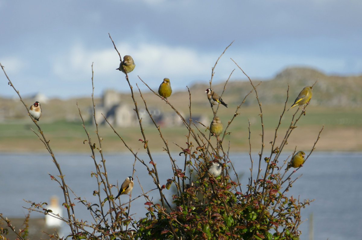 Goldfinches, greenfinches, and a sparrow enjoying the morning sun.