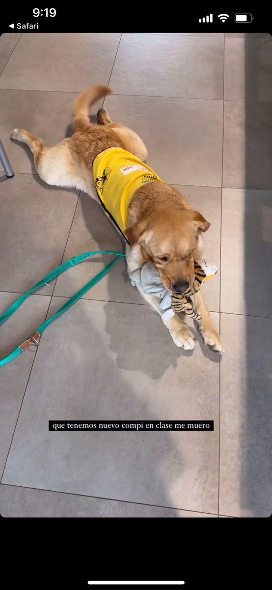 Dentro de poco UFO se graduará y tendrá una nueva familia. Así se porta de bien en la Universidad. Si dueña atenta al máster y el a su peluche.