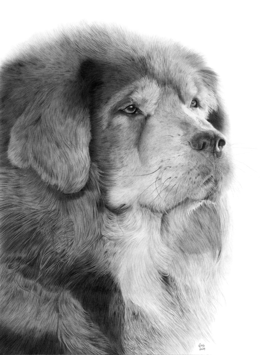 My latest drawing is the beautiful Dorje, a Tibetan Mastiff.  Drawn using @FaberCastell series 9000 #graphite pencils on Winsor & Newton Bristol board from a client reference photo. #fineart #dogart #petportraits #monochrome