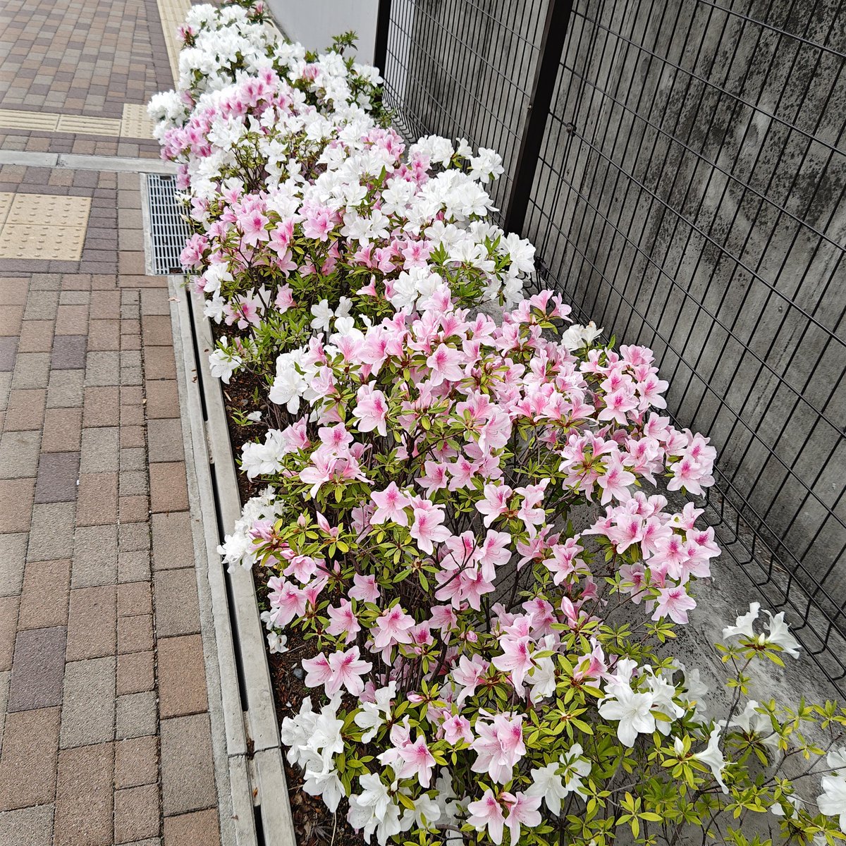 小田急線
世田谷代田駅前にある植え込みのお花🌷