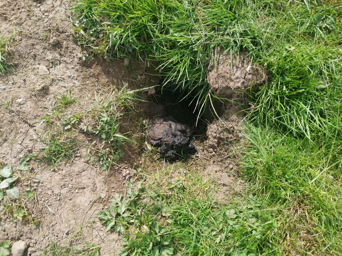 I remember when we moved up here we thought of badgers as shy rare creatures you might just be fortunate enough to glimpse on a remote wood at twilight. And now they're basically using our front garden as a public toilet (which is pretty cool actually)