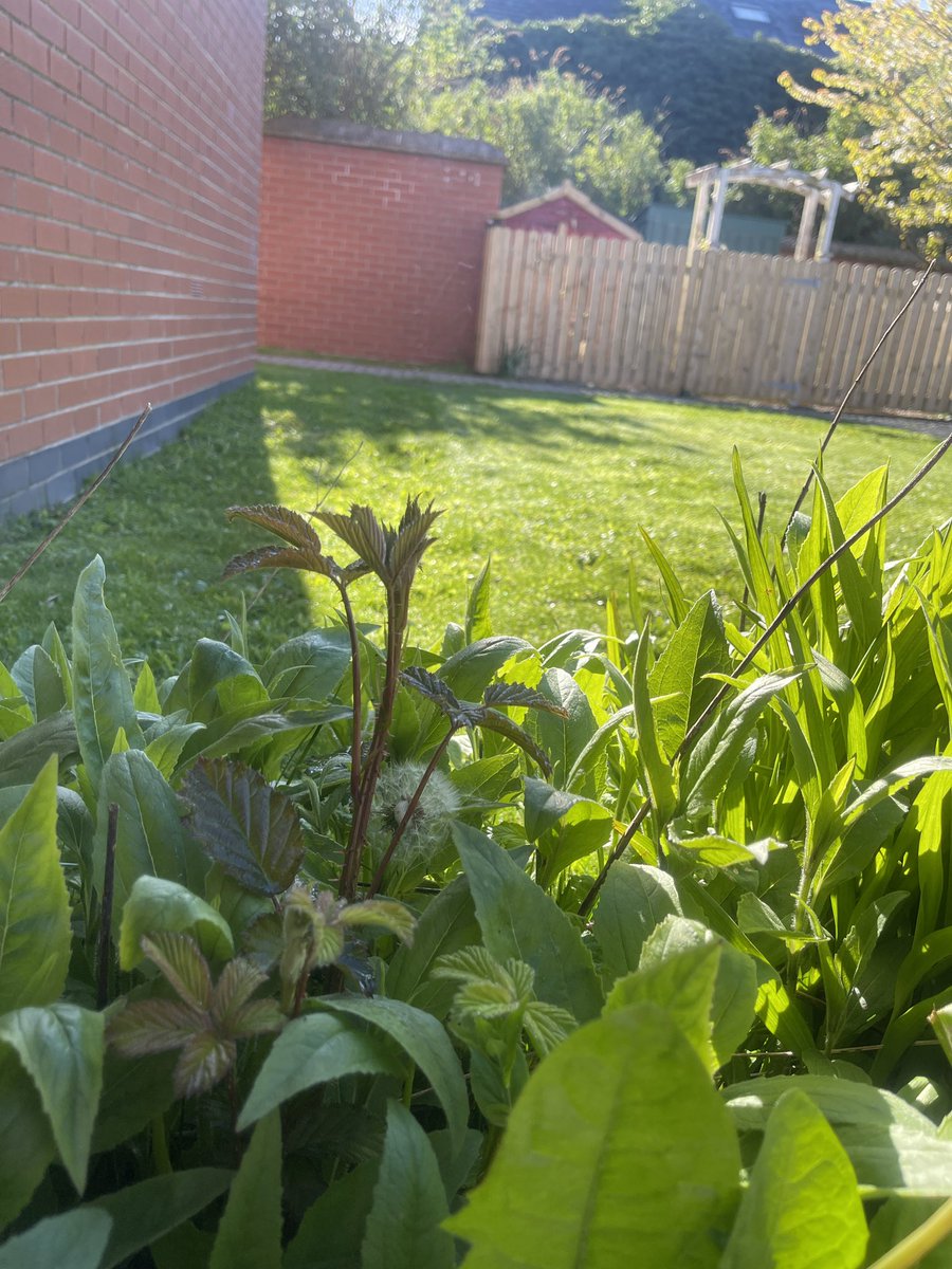 @natalyanderson Faith is coming on.  She is towering above everything and so she should.  But a Peony with thorns? Not 100% convinced but lets see how she progresses.