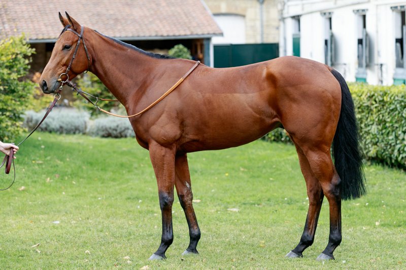 One runner today with Selwan for Andy Bell and Fergus Lyons making his debut for the yard in the King Richard III Cup @LeicesterRaces under @josephinegordo 🏇 👉 bit.ly/3iSPA3A