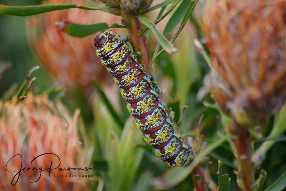 @HarryBeaman96 @ShropsWildlife @BC_WestMids @savebutterflies Moths are active now in the fynbos of Pringle Bay, near Cape Town. The caterpillars are equally beautiful 🇿🇦