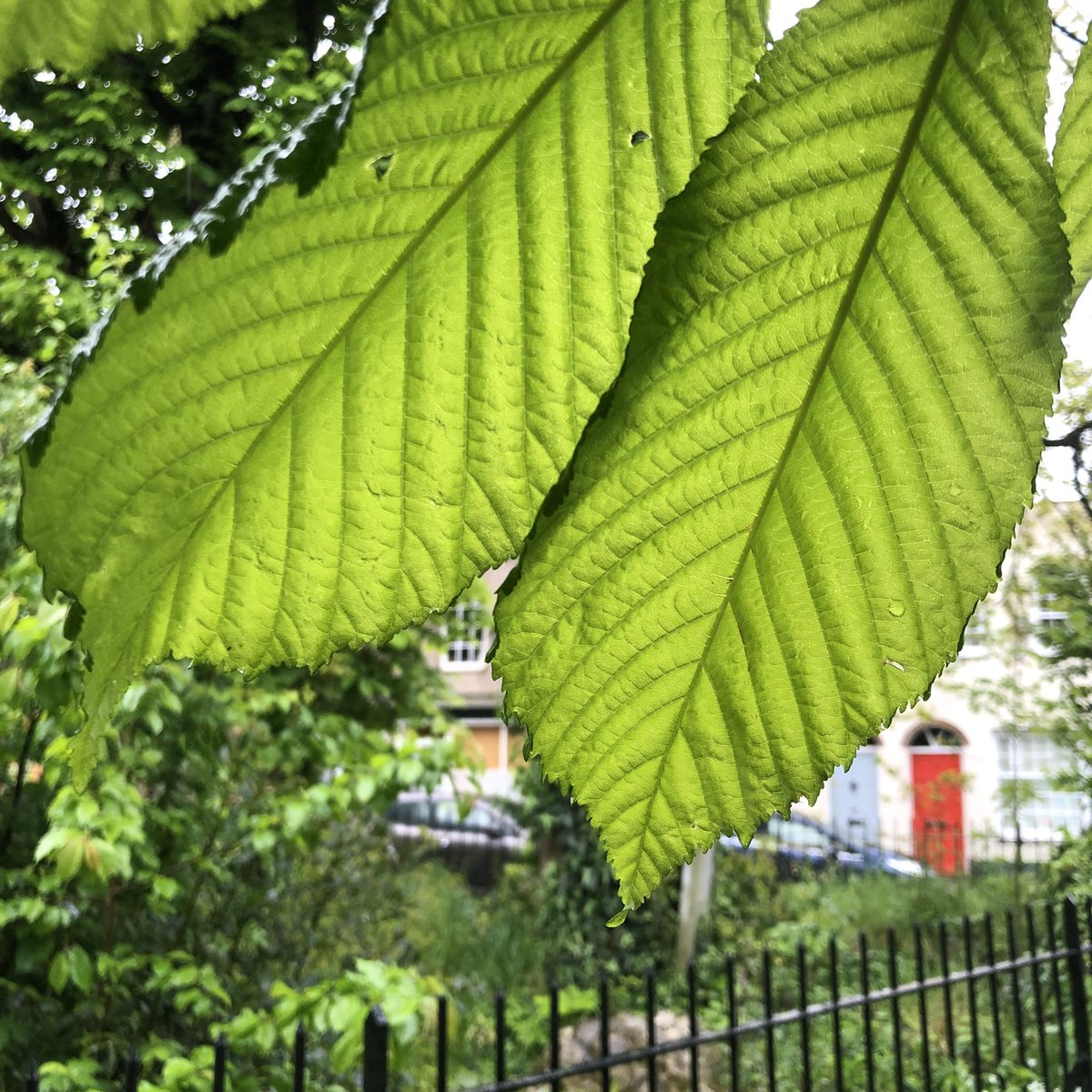 Good morning! How are you feeling? Bit damp and grey here, but I’m off to meet my friends for coffee and I’ve not seen them in ages, so I’m looking forward to catching up! I like the way the light makes the leaves glow. #StayBright