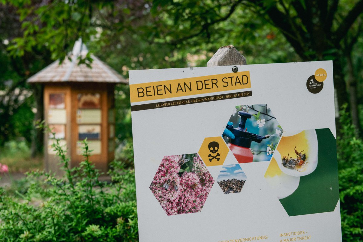Guided tours: Learn all about bees and their habitat!🐝 Participate in the guided tours of the bee trail, where you learn all about these fascinating insects, which are essential to the survival of all living beings. 🔗 gd.lu/85tBc0
