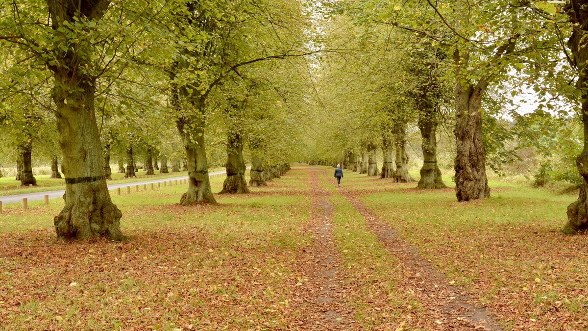 @DailyPicTheme2 Today's Daily Picture Theme is 'Lime' Lime Tree Avenue @NTClumberPark with its 1296 Common Lime Trees