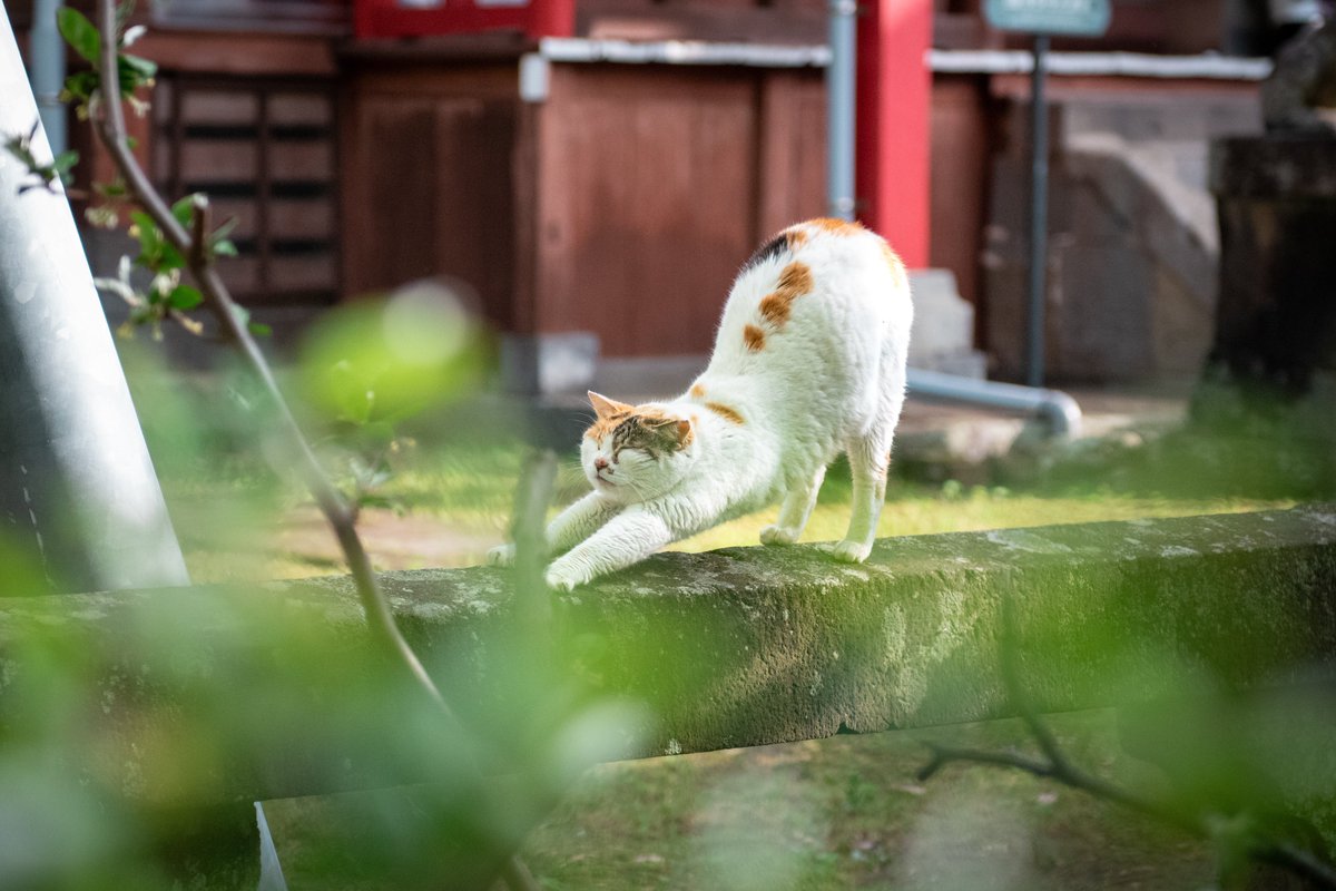 お尻の高さ選手権に挑戦だニャン🏆 #ねこ #猫 #cat