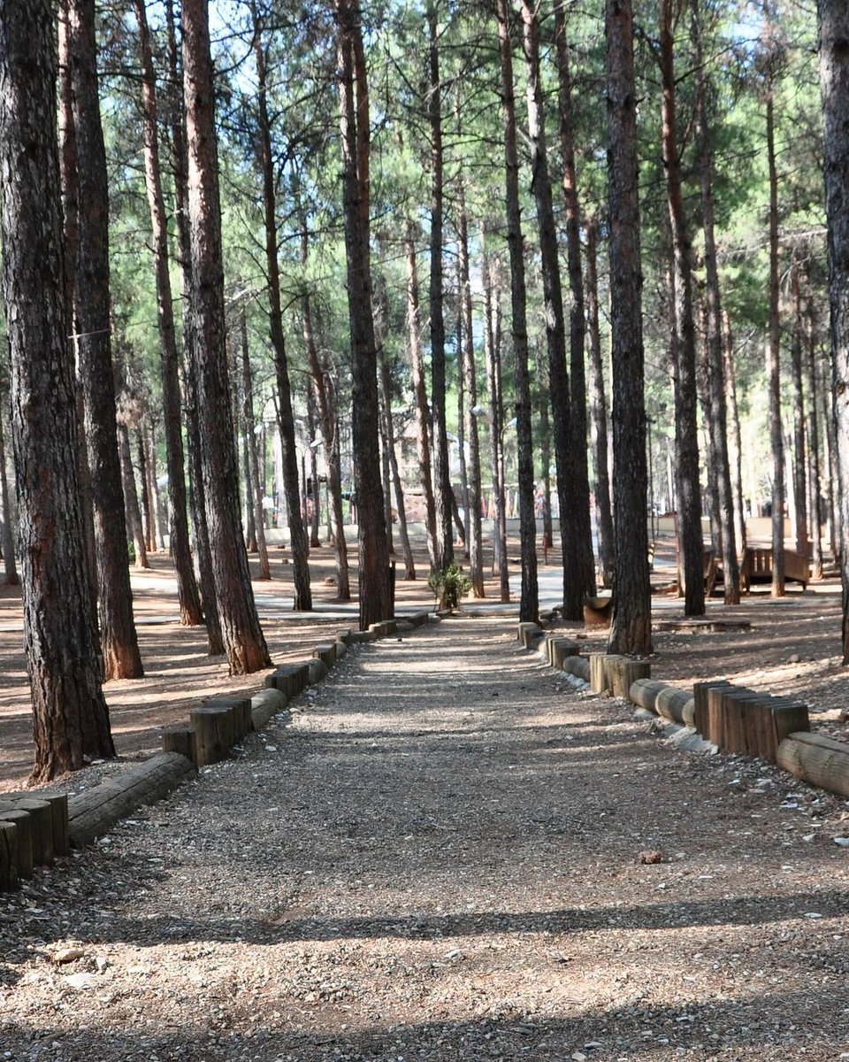 Dreaming of a city escape? Arslanbey Recreation Area, in the heart of Kahramanmaraş, offers a tranquil ambiance with its variety of birds and trees. Enjoy picnics, serene walks, and more among majestic pines. #Kahramanmaraş