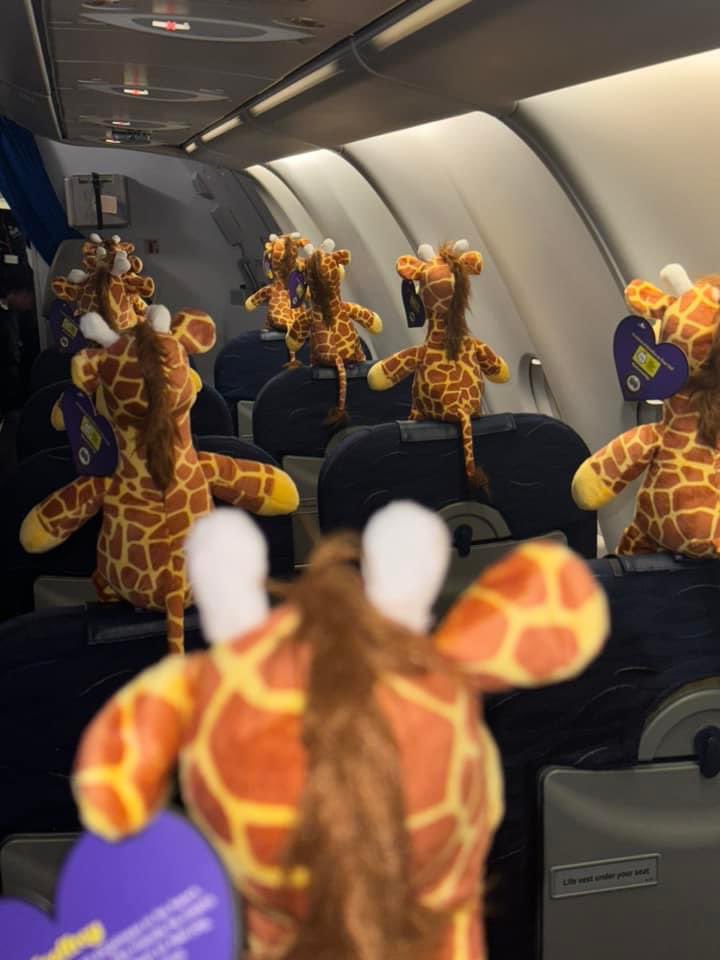 Giraffesontour tweet picture