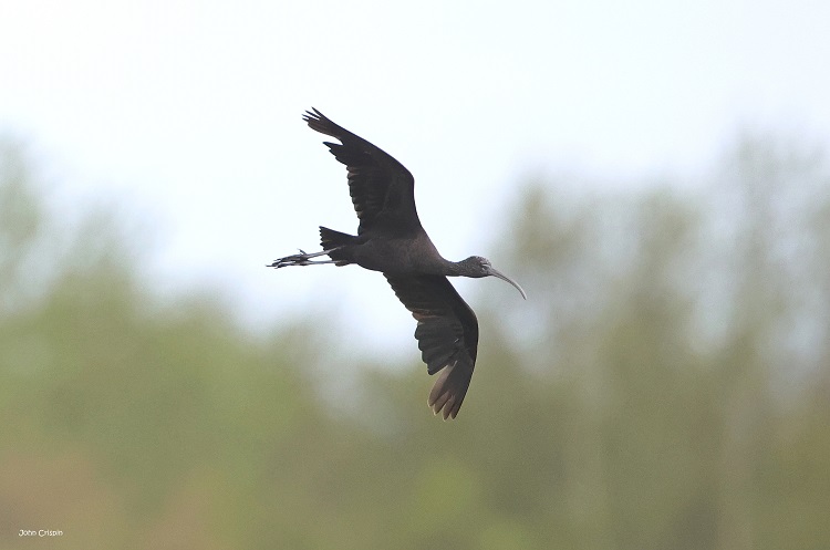 RSPBHamWall tweet picture