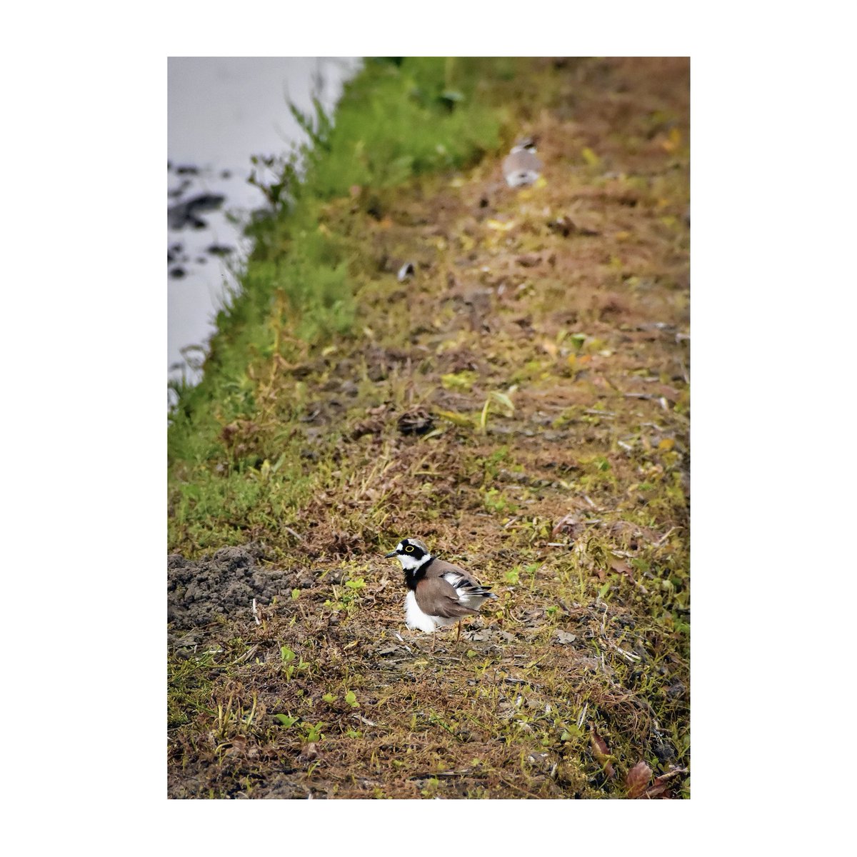 『 山水花鳥風月図 ・鳥 ／The beauties of nature・The Bird 』
「 コチドリ(小千鳥)」 Little ringed plover.
#Wildgrass #野鳥 #Wildbird #自然 #Nature #風景 #Landscape #光景 #花 #flower #コチドリ #小千鳥  #Little_ringed_plover